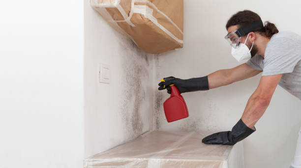 Professional Basement Mold Removal technician working in Narberth, PA