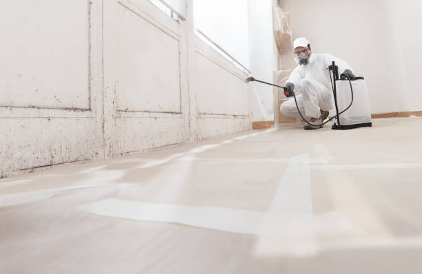 24/7 Emergency Basement Mold Removal experts in Narberth, PA