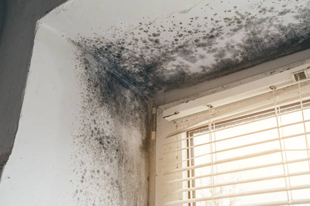 Affordable Basement Mold Removal solutions in Narberth, PA