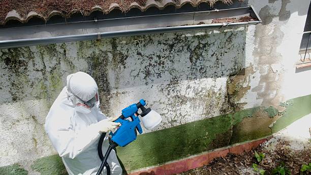 Top rated local Basement Mold Removal specialists in Narberth, PA